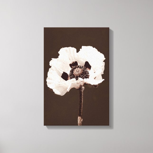 Beautiful Snowy White Montana Wildflower Canvas Print (Front)