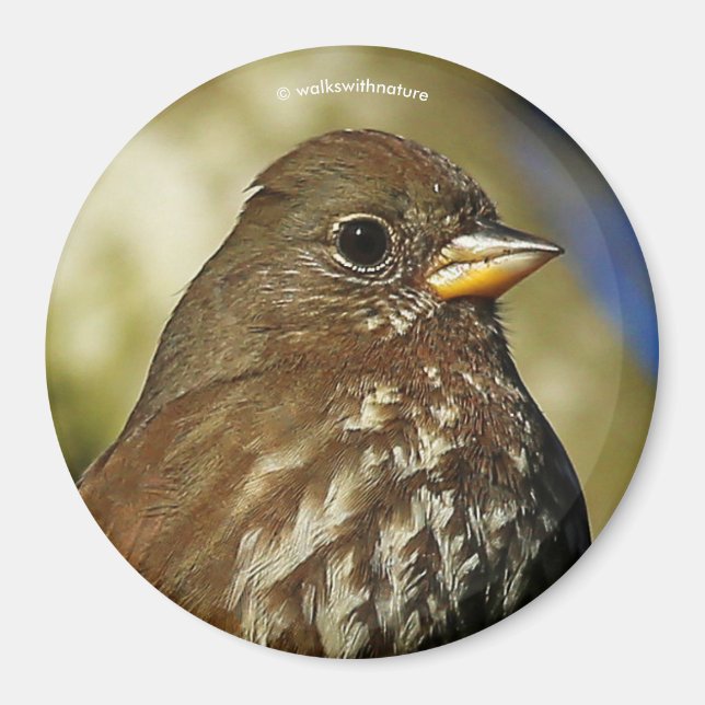 Beautiful Sooty Fox Sparrow in a Pear Tree Magnet (Front)