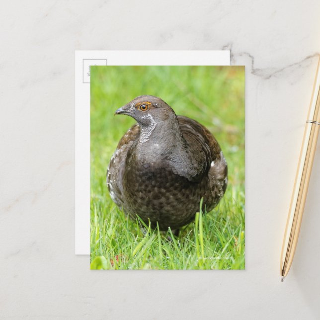 Beautiful Sooty Grouse Gamebird in Grass Postcard (Front/Back In Situ)