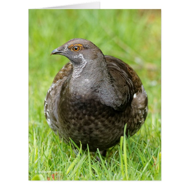 Beautiful Sooty Grouse in the Grass (Front)