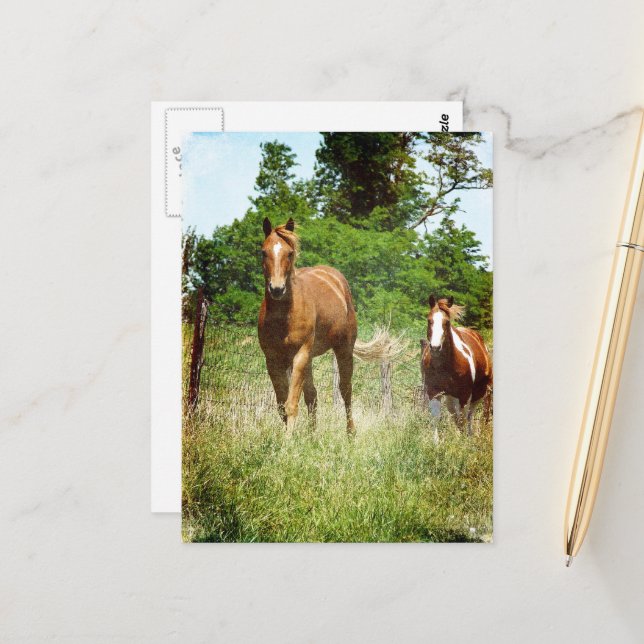 Beautiful Sorrel Gelding Paint Mare Summer Postcard (Front/Back In Situ)