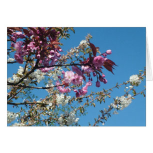 Beautiful spring cherry blossom