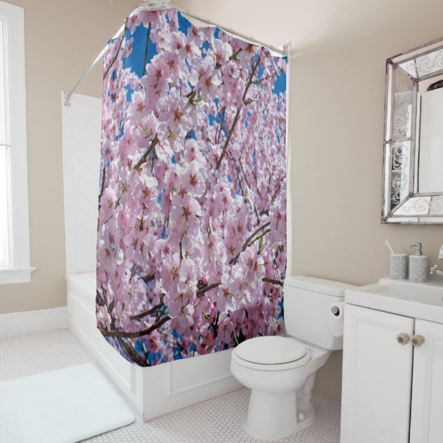 Beautiful Spring Cherry Blossoms (In Situ)
