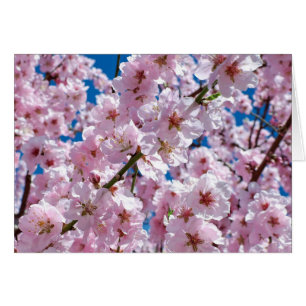 Beautiful Spring Cherry Blossoms Blank Inside