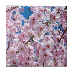Beautiful Spring Cherry Blossoms Tile