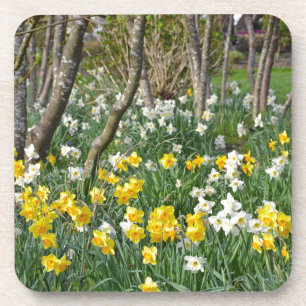 Beautiful spring daffodil garden coaster