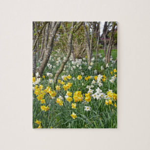 Beautiful spring daffodil garden jigsaw puzzle