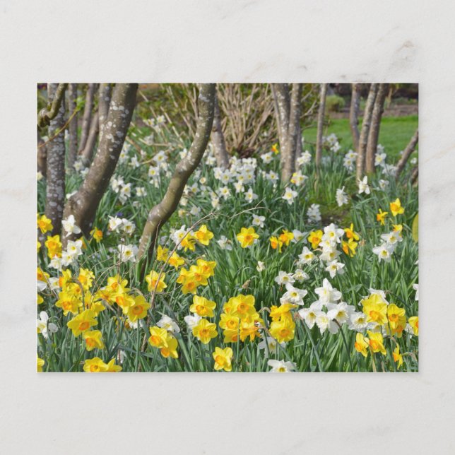 Beautiful spring daffodil garden postcard (Front)