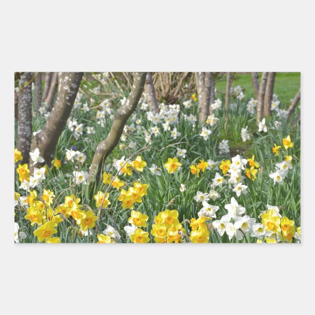 Beautiful spring daffodil garden sticker (Front)