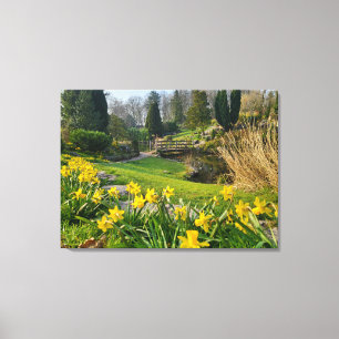 Beautiful Spring Daffodils  Canvas Print