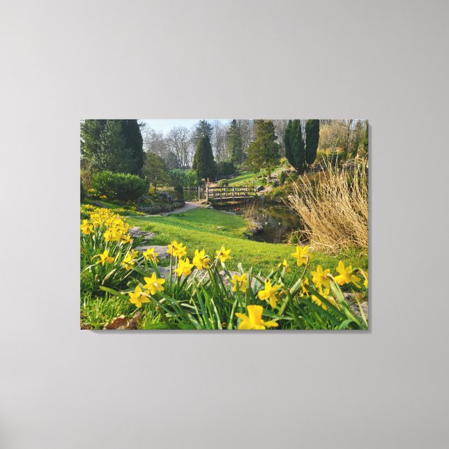 Beautiful Spring Daffodils  Canvas Print (Front)