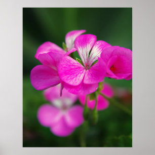 Beautiful spring flowers poster