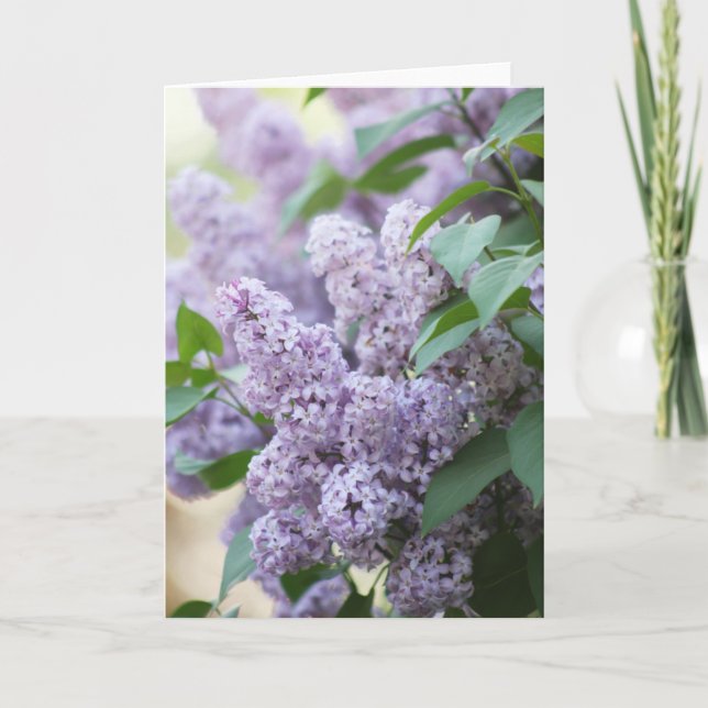 Beautiful Spring Old Fashioned Lilac Blank Card (Front)