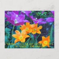 Beautiful Spring Tulips Orange Purple Postcard 