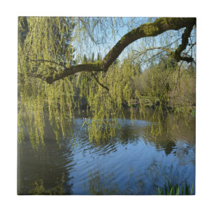 beautiful spring willow trees by water pond. tile