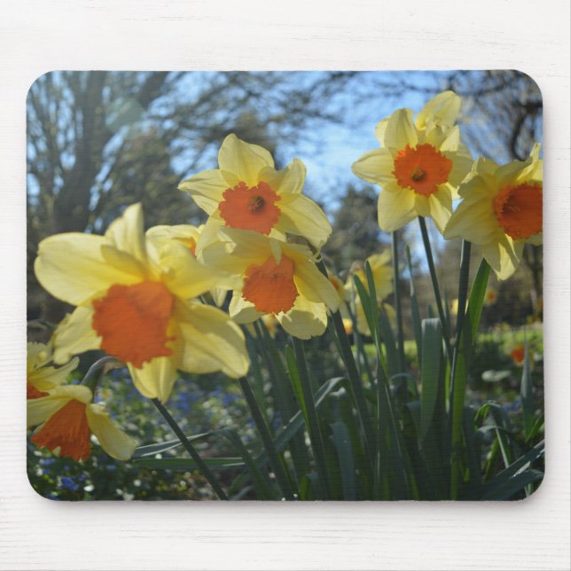 Beautiful spring yellow,orange daffodil flowers mouse pad (Front)