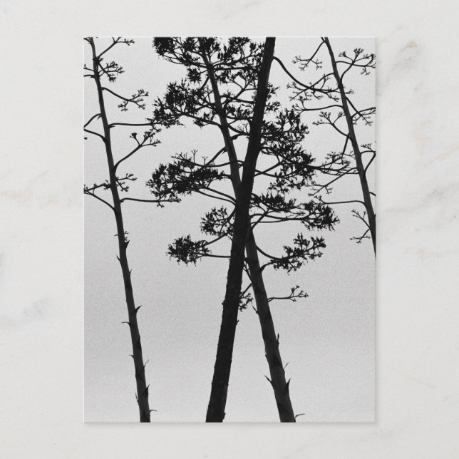 Beautiful stalk flowers postcard (Front)