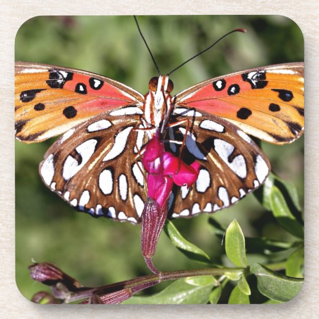 Beautiful Stunning Spotted Fantail Butterfly Coaster (Front)