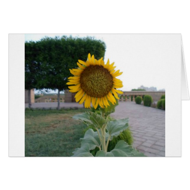 Beautiful Stunning Sunflower Floral Design (Front Horizontal)