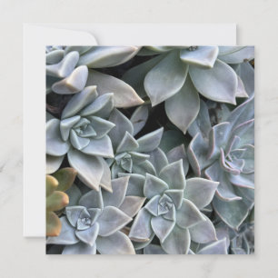 Beautiful Succulent Plant Photo Card