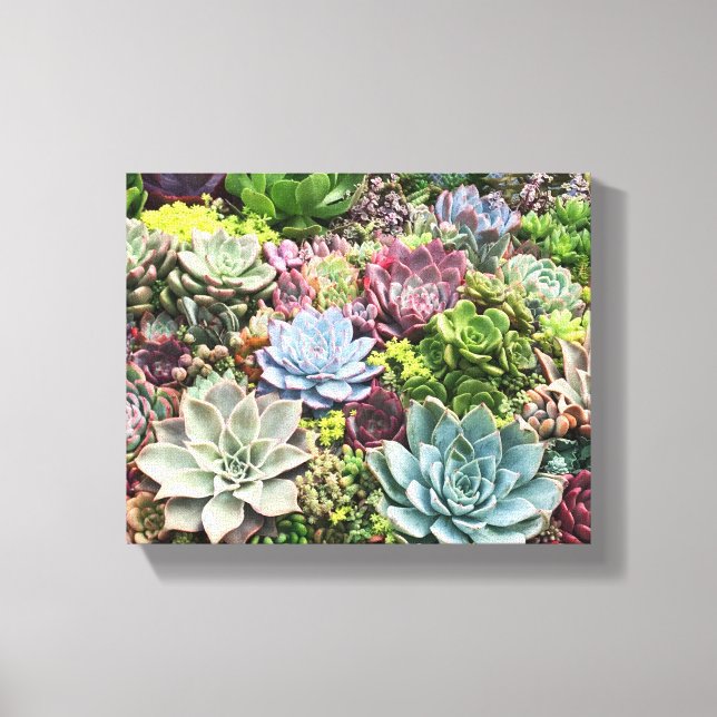 Beautiful Succulents Canvas Print (Front)