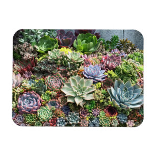 Beautiful Succulents Magnet