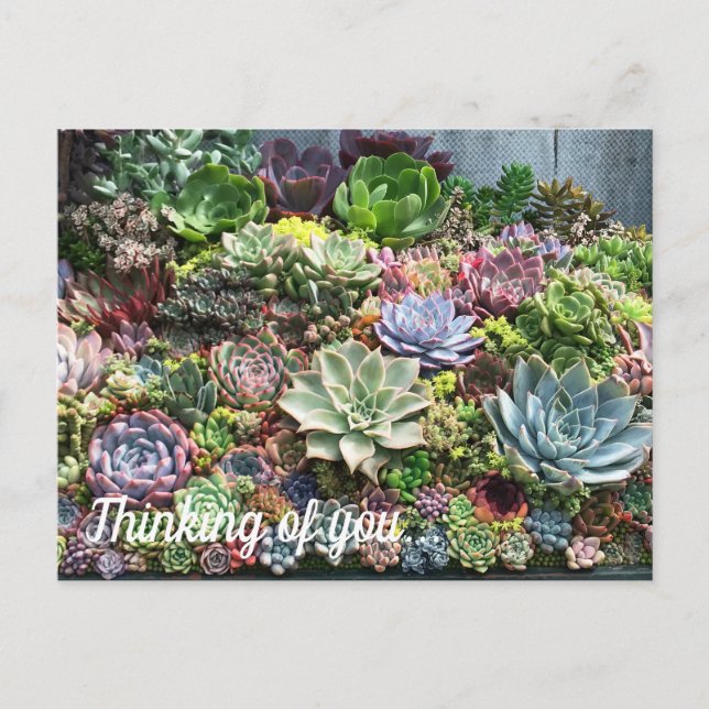 Beautiful Succulents Postcard (Front)
