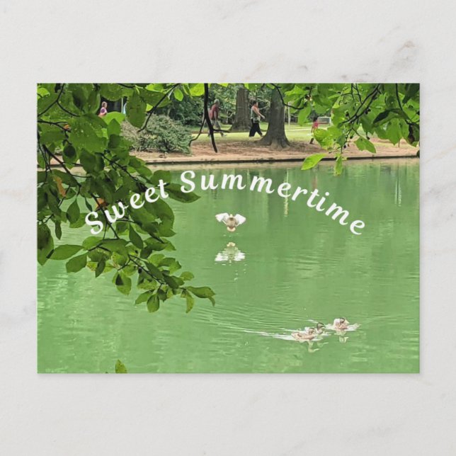 Beautiful Summer lake with ducks. Postcard (Front)