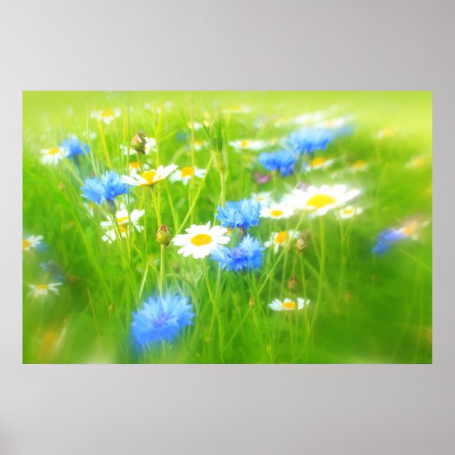 Beautiful summer meadow poster (Front)