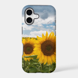beautiful summer sunflowers