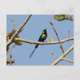 Beautiful Sunbird Postcard