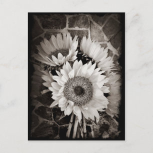 Beautiful Sunflower Bouquet Photo in Black & White Postcard