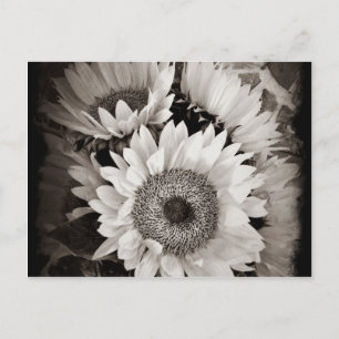 Beautiful Sunflower Bouquet Photo in Black & White Postcard