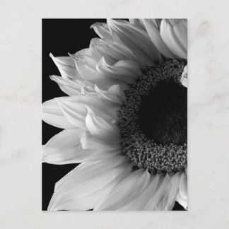 Beautiful Sunflower Portrait in Black and White Postcard