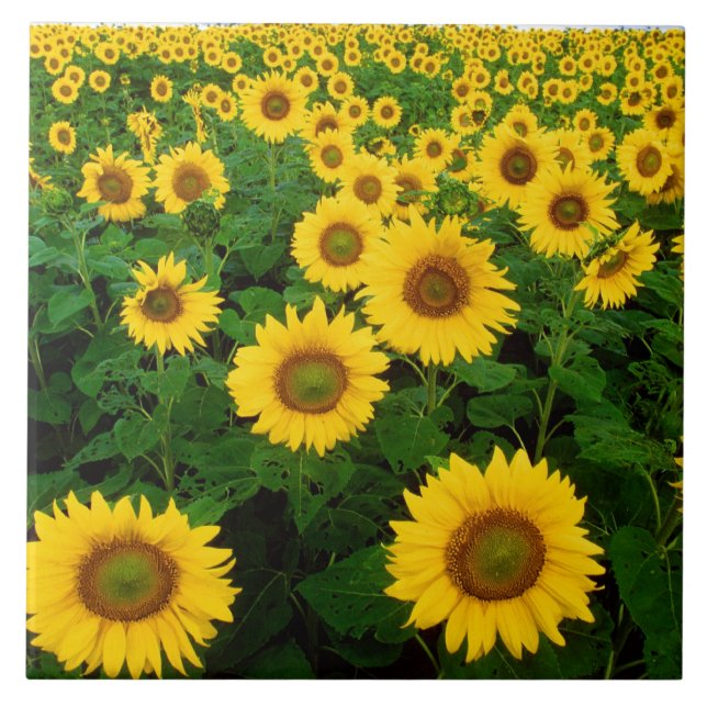 Beautiful Sunflowers Tile (Front)