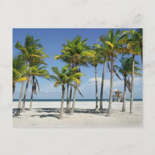 Beautiful Sunny Beach in Afternoon Postcard