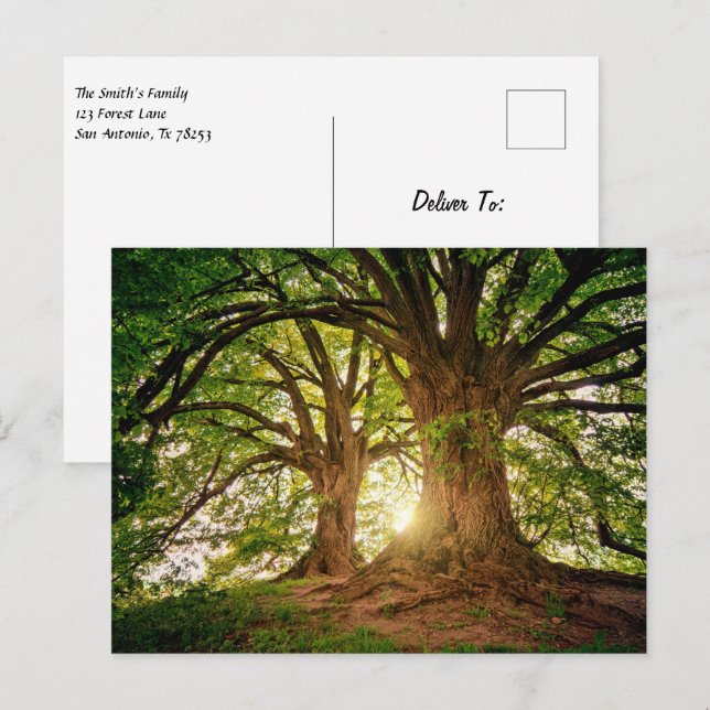 Beautiful Sunset in the Forest Postcard (Front/Back)