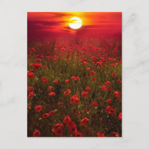 Beautiful sunset over field of red flowers postcard
