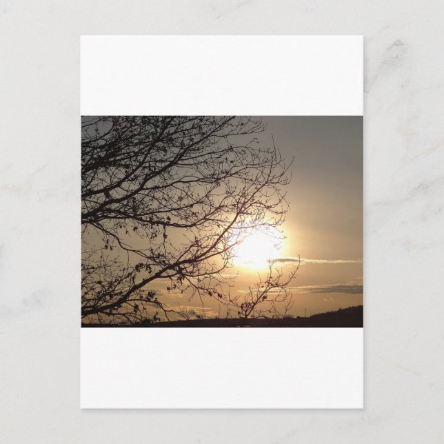 Beautiful sunset with branchs postcard (Front)