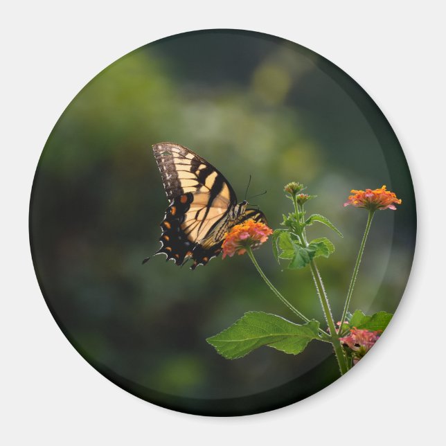 Beautiful Swallowtail butterfly Magnet (Front)