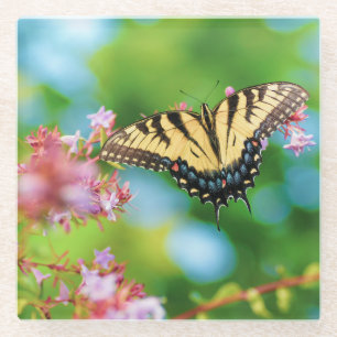 Beautiful Swallowtail butterfly on pretty flowers Glass Coaster