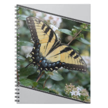 beautiful swallowtail butterfly photo -