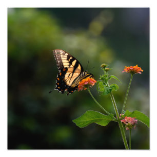 Beautiful Swallowtail butterfly Photo Print