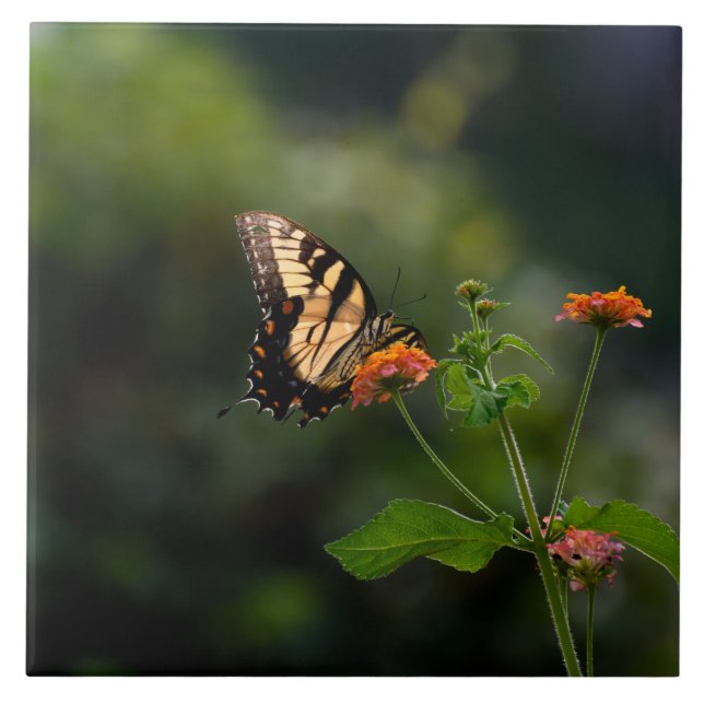Beautiful Swallowtail butterfly Tile (Front)