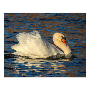 Beautiful Swan and Blue Water   Photo Print