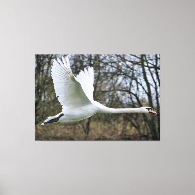 Beautiful Swan In Flight Wrapped Canvas (Front)