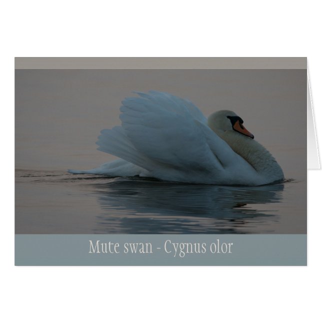 Beautiful swan in the evening light CC0756 (Front Horizontal)