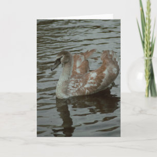 Beautiful swan photography blank card