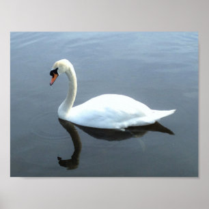 Beautiful Swan Reflection Poster