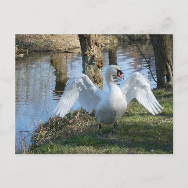Beautiful Swan, Spreading Wings DIY Postcard (Front)